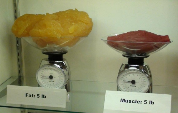 does muscle weigh more than fat